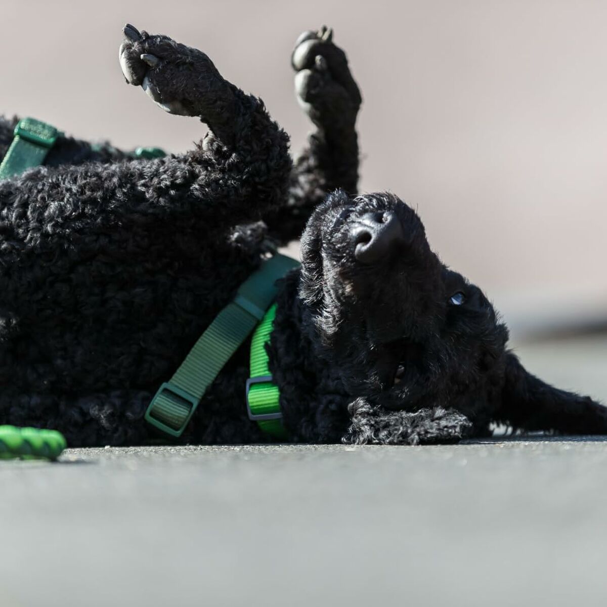 V6HB2D1390541F8DD22F2778DA8F92F4549R5329956P6